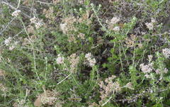 Plecostachys serpyllifolia