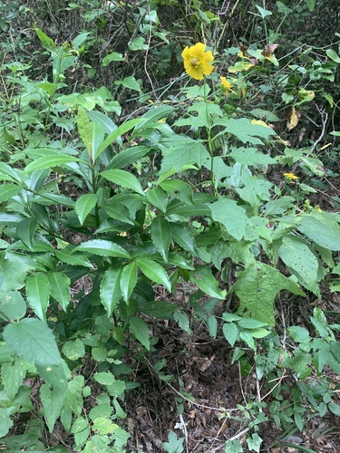 Smallanthus uvedalia image