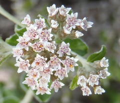 Plecostachys serpyllifolia