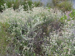 Plecostachys serpyllifolia