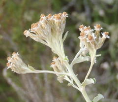 Plecostachys serpyllifolia