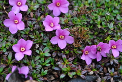 Diapensia purpurea