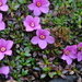 Diapensia purpurea - Photo (c) ed_shaw, some rights reserved (CC BY-NC)