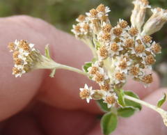 Plecostachys serpyllifolia