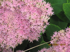 Hylotelephium spectabile