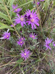 Symphyotrichum sericeum