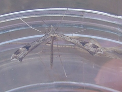 Stenoptilia coloradensis