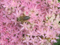 Hylotelephium spectabile