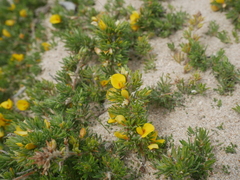 Pultenaea canaliculata