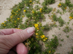 Pultenaea canaliculata