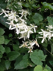 Clematis terniflora
