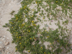 Pultenaea canaliculata