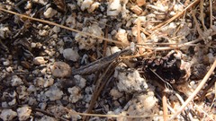 Litaneutria ocularis