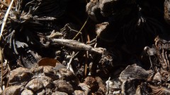 Litaneutria ocularis