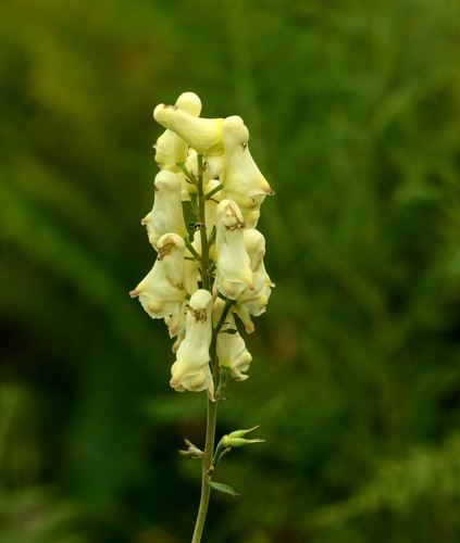 Aconitum lamarckii Rchb.