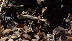 Litaneutria ocularis