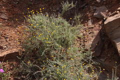 Pentzia