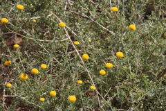 Pentzia