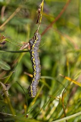 Lycia alpina
