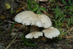 Macrocybe