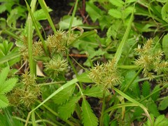 Cyperus engelmannii
