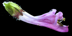 Pedicularis lanata