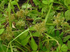 Cyperus engelmannii
