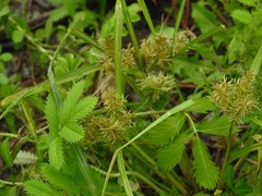 Cyperus engelmannii