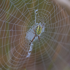 Argiope bruennichi