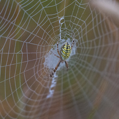 Argiope bruennichi