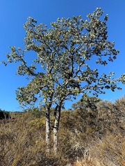 Quercus × eplingii