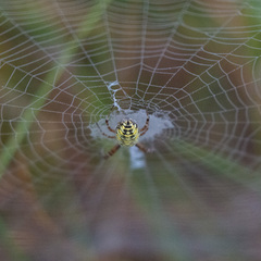 Argiope bruennichi