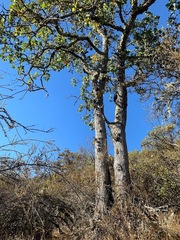 Quercus × eplingii