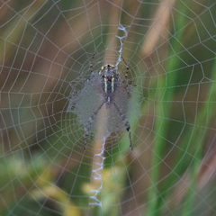 Argiope bruennichi