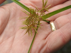 Cyperus engelmannii