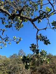 Quercus × eplingii