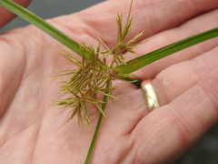 Cyperus engelmannii