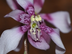 Cyanella orchidiformis