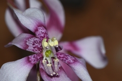 Cyanella orchidiformis