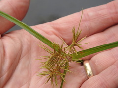 Cyperus engelmannii
