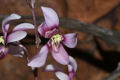 Cyanella orchidiformis