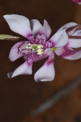 Cyanella orchidiformis