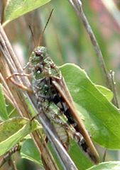 Pardalophora phoenicoptera