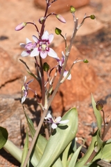 Cyanella orchidiformis