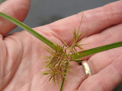 Cyperus engelmannii