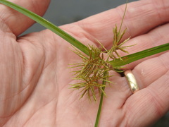 Cyperus engelmannii