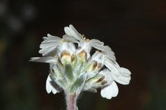 Eriocephalus macroglossus