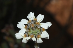 Eriocephalus macroglossus