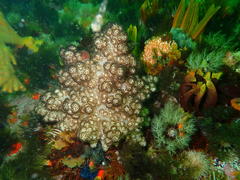 Eunephthya thyrsoidea