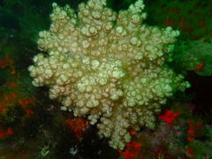 Eunephthya thyrsoidea